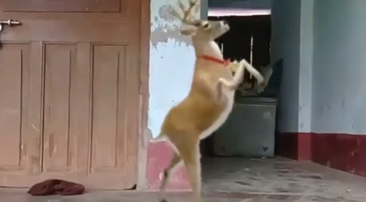 Video 30 Detik Hewan Pun Gak Tahan Saat Dengar Musik